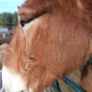 Meet your Posher, E.